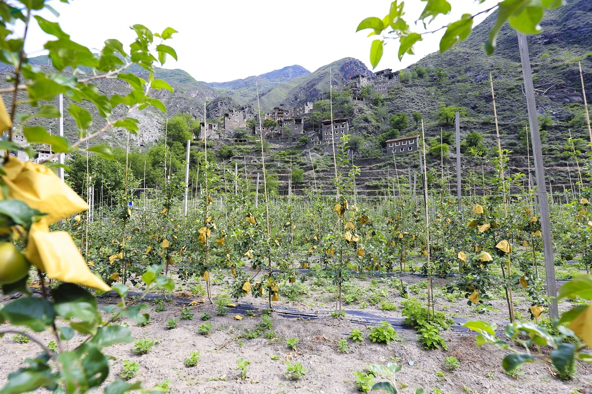 我们的家园丨黑水县西苏瓜子村：小苹果带动乡村振兴大产业 第 1 张