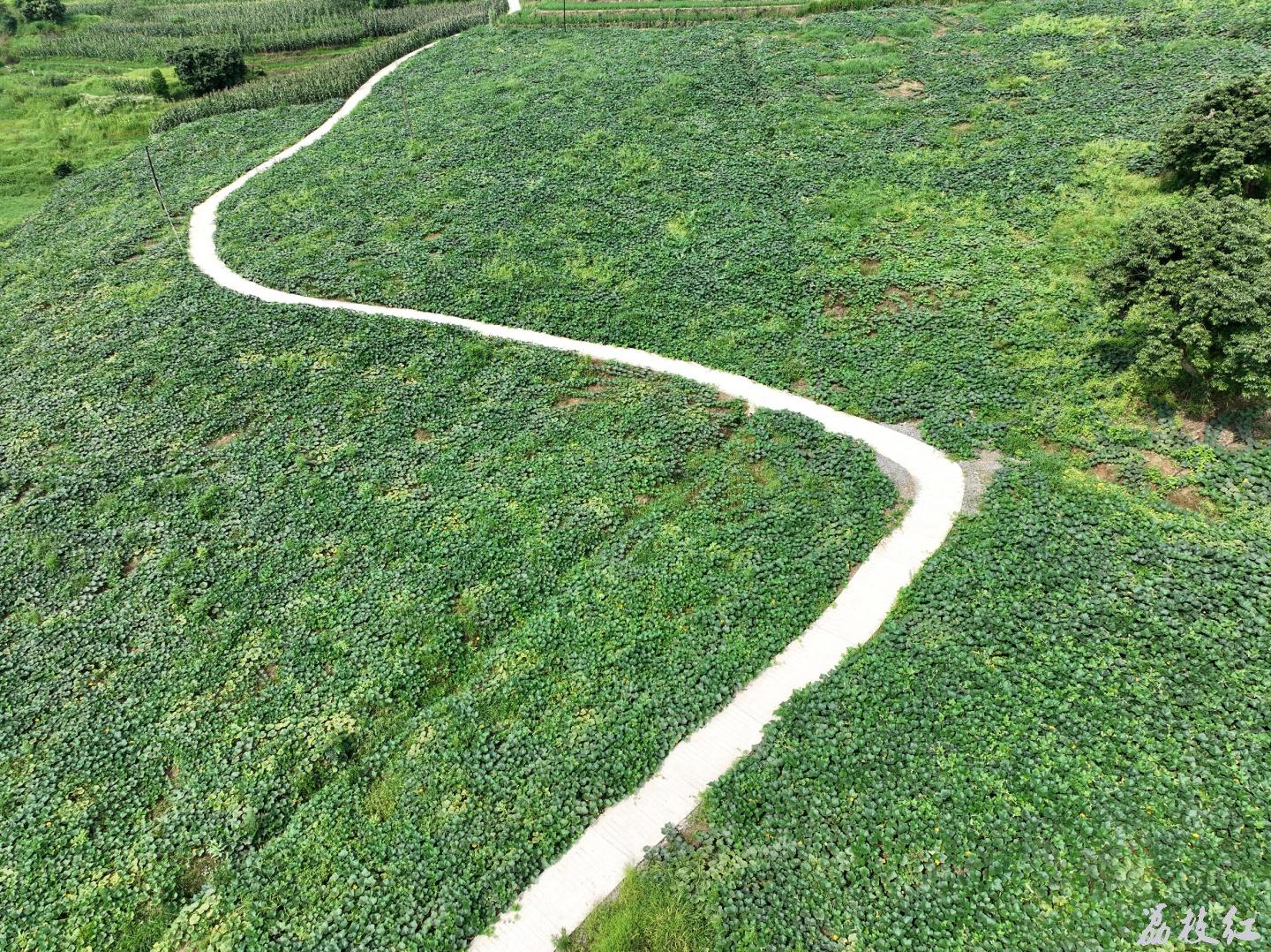 合江县甘雨镇：瑞丰村撂荒地变新“丰景” 第 1 张