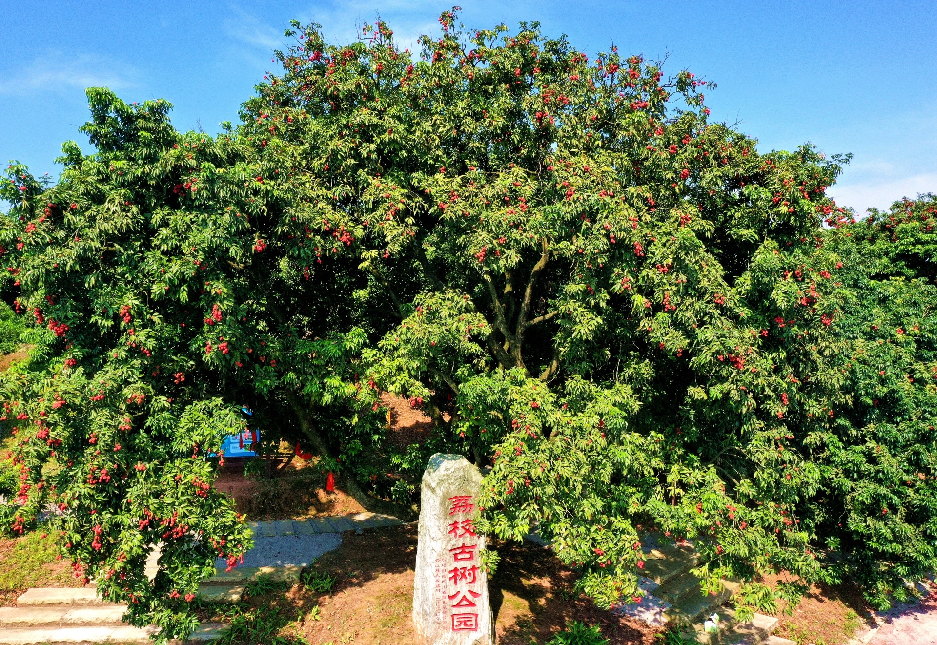 让世界爱上合江荔枝 | 第32届合江县荔枝生态旅游节开幕 第 16 张