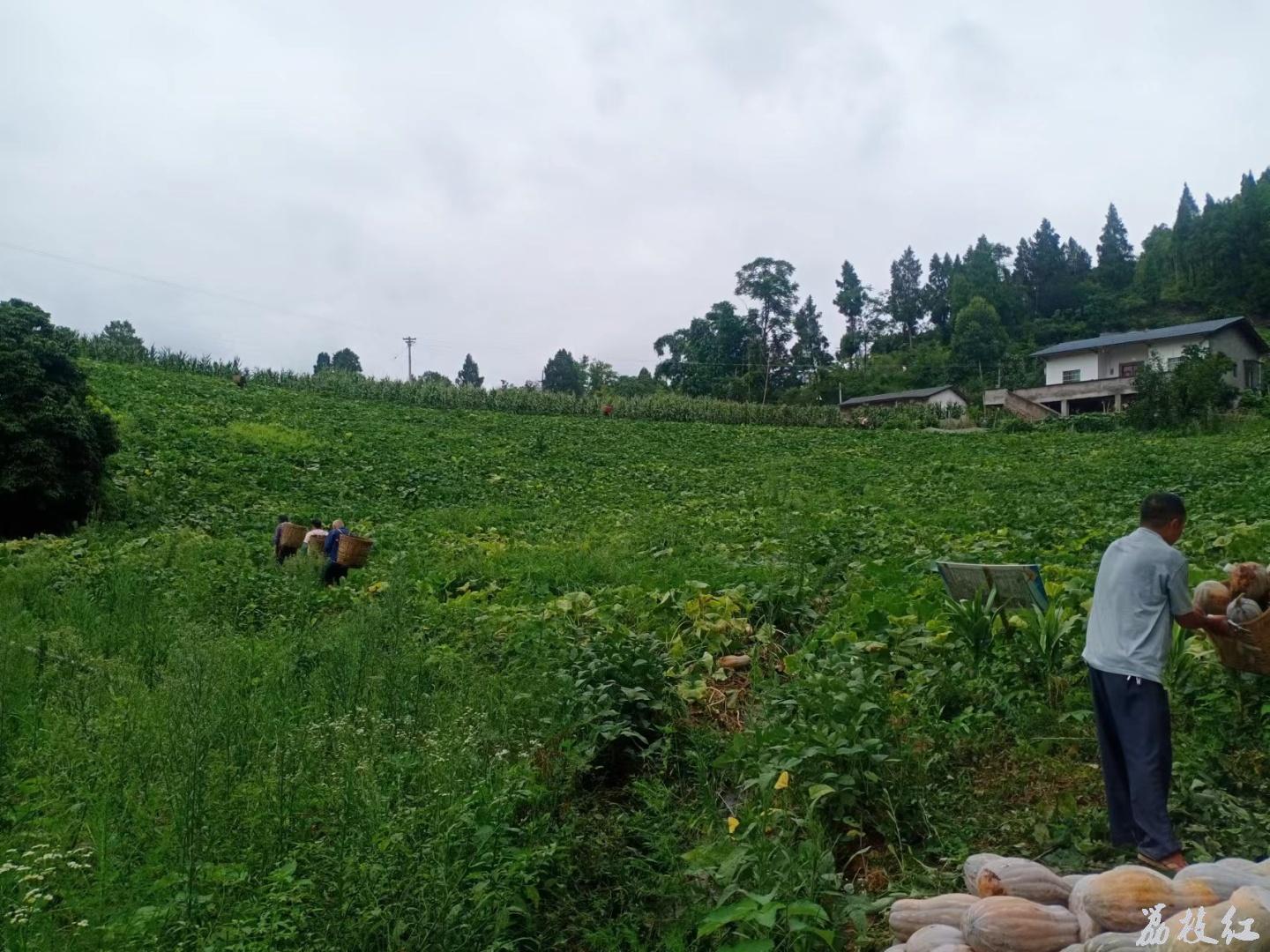 合江县甘雨镇：瑞丰村撂荒地变新“丰景” 第 2 张