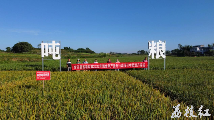 合江县白沙镇：“巴蜀鱼乡”水稻丰产正当时 第 2 张