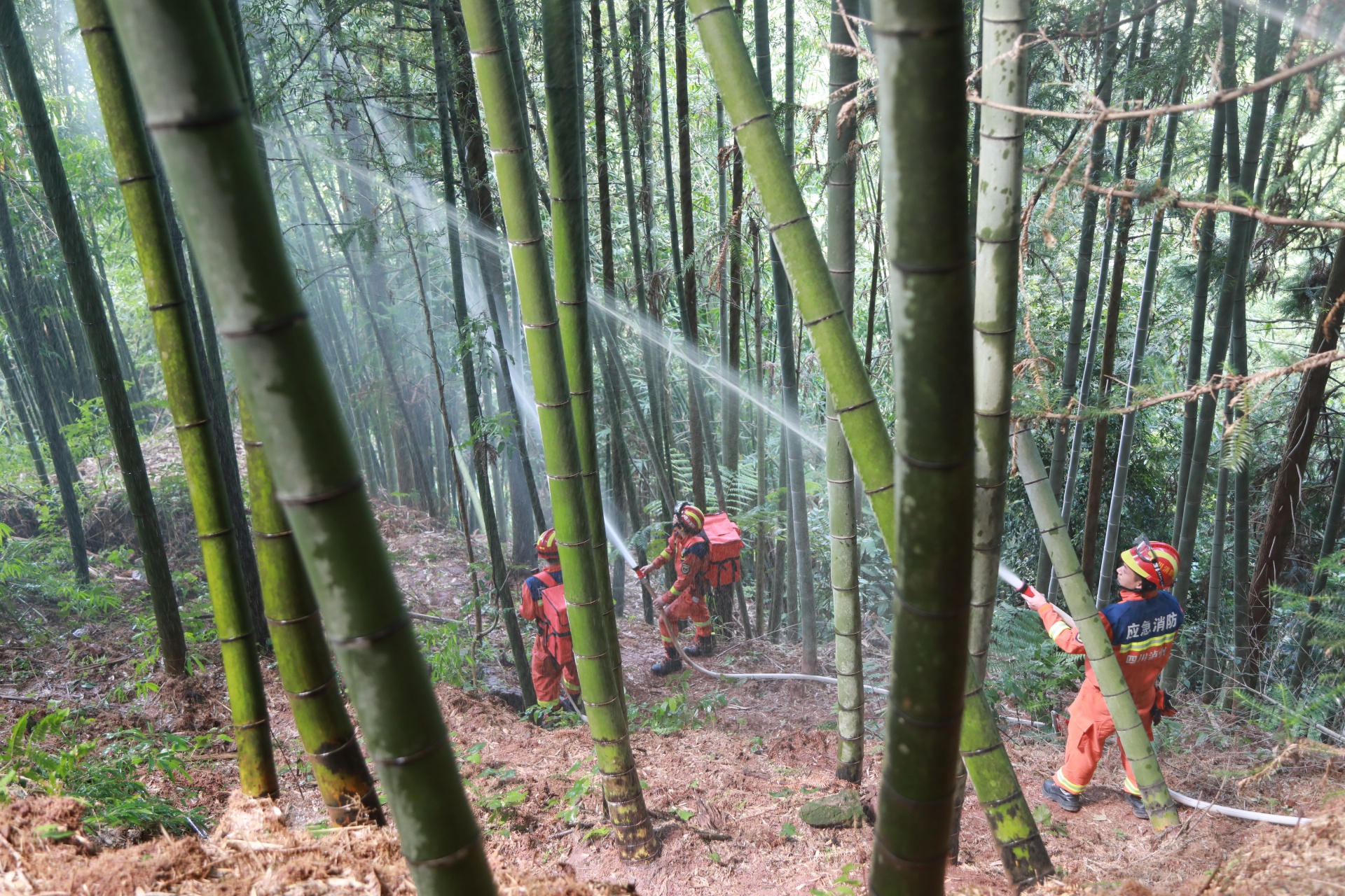 合江县消防救援大队组织开展森林火灾扑救实战拉动演练 第 3 张