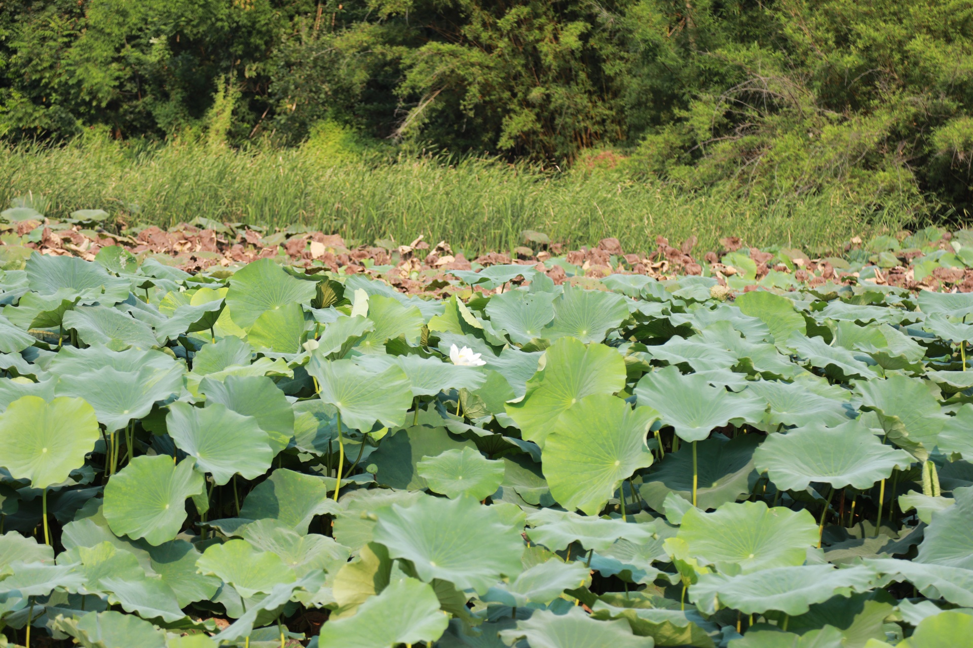 四川合江：消夏解暑！荷叶入菜鲜香味美！ 第 2 张