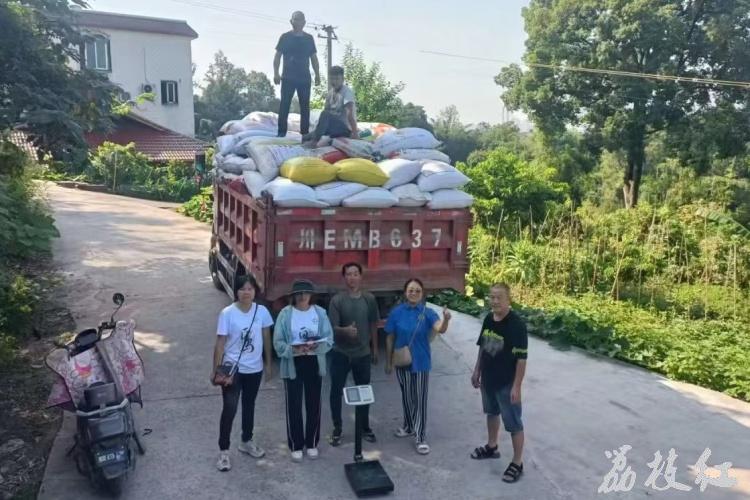 合江县白米镇：订单高粱获丰收， 农户分红乐悠悠！ 第 6 张
