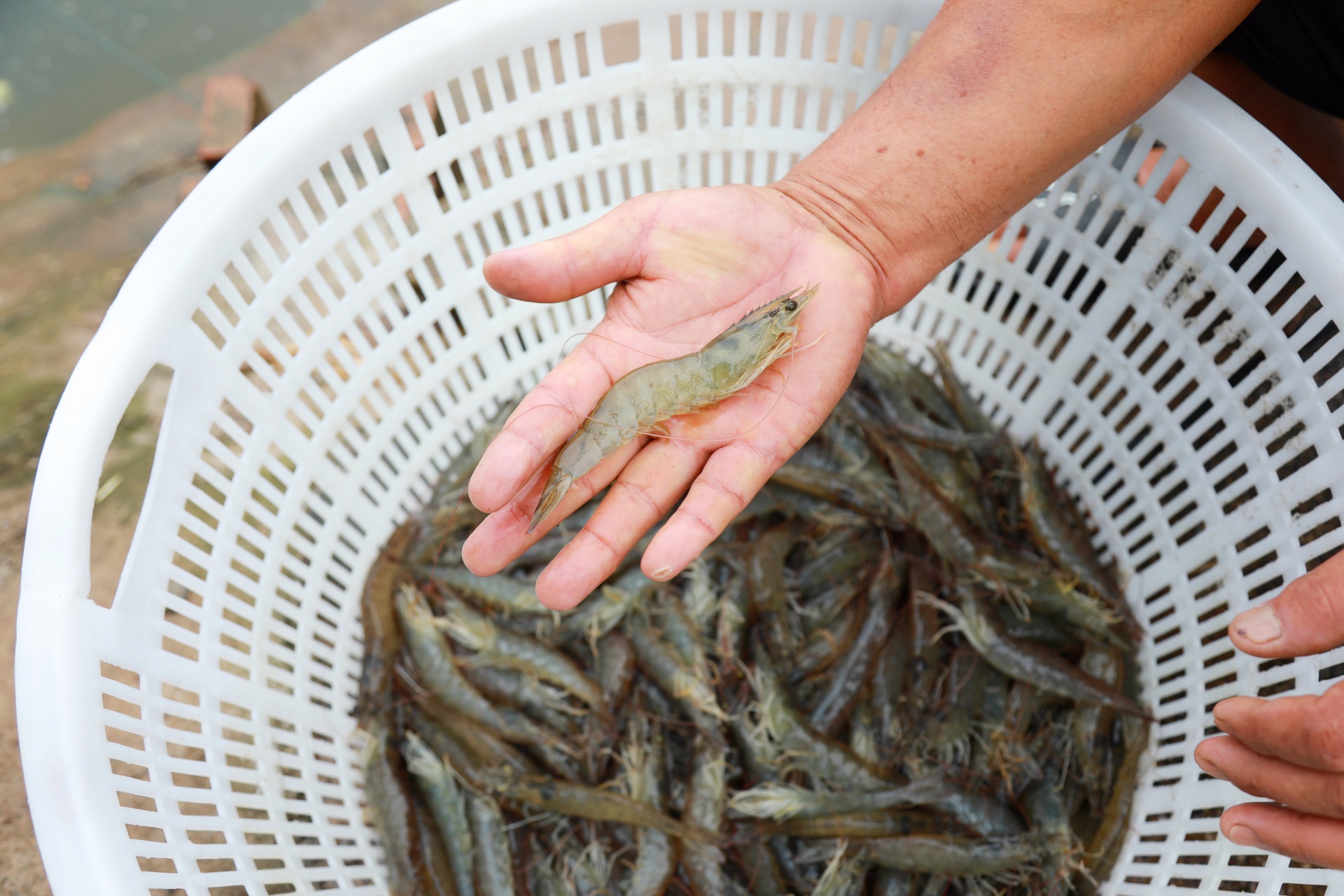 合江：鲜甜肥美 南美白对虾首迎丰收 第 4 张