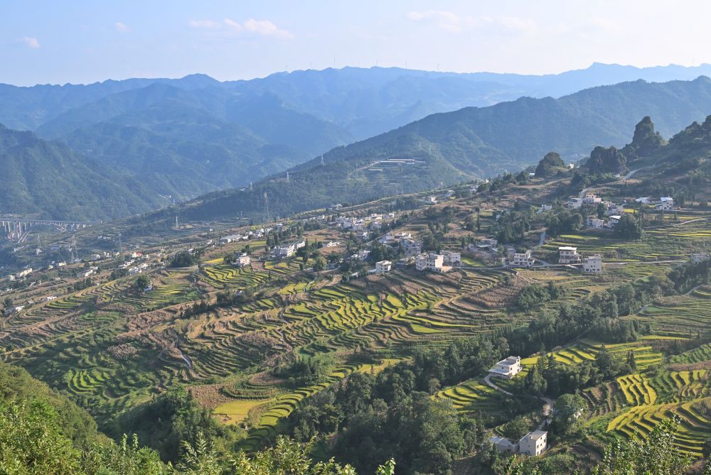 鱼在稻中游 钱粮双丰收——探访乌蒙山区“鱼米乡”