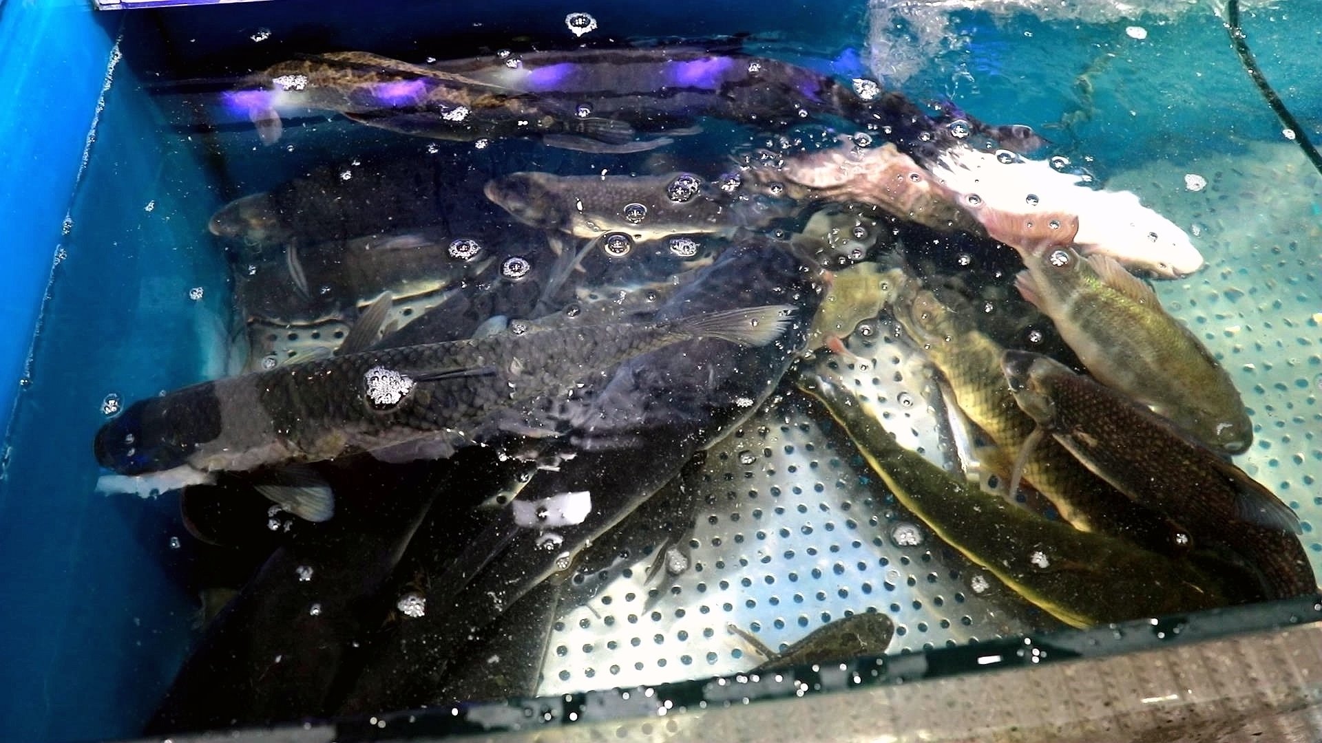 丰景坝稻鱼共育基地的水产品正式入驻商超 第 3 张